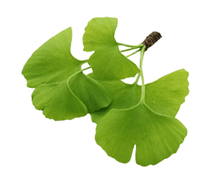 Gingko Biloba